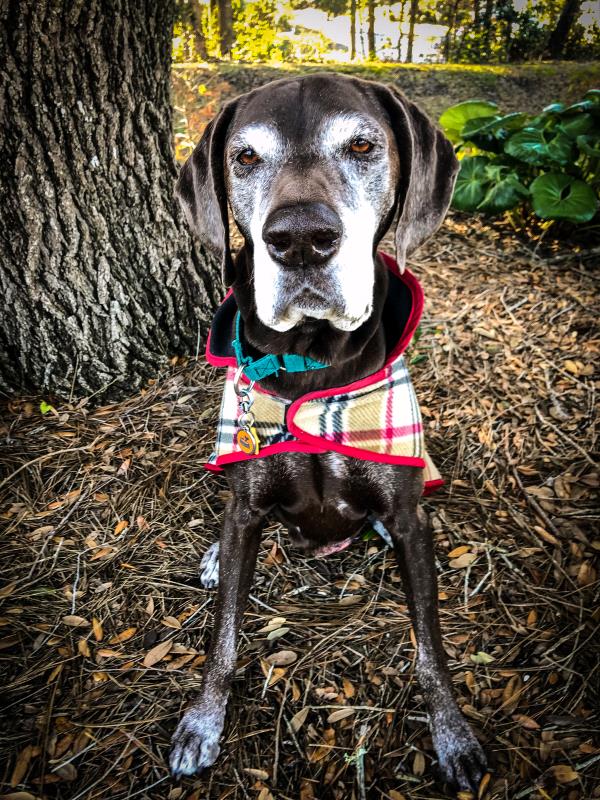 /images/uploads/southeast german shorthaired pointer rescue/segspcalendarcontest2019/entries/11602thumb.jpg